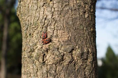 Red bugs on tree bark Stock Photos