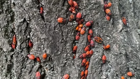 Red bugs on tree. Stock Footage 229918305