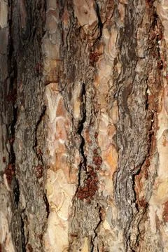 Red bugs on a wood structure Foto stock