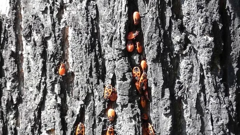 Red bugs on wooden surface Stock Footage 94099773