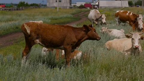 Red bull on rustic pasture Video stock 81182662
