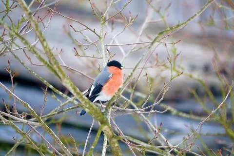 Red bullfinch eats spring buds on shrubs Stock Photos