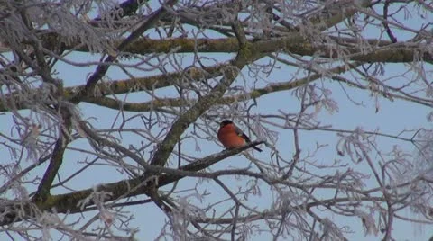 Red bullfinch (Pyrrhula pyrrhula) on frosty tree Stock Footage