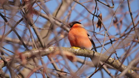Red bullfinch sings cheerfully while preening in snowy tree filmed from below Stock Footage 308438254