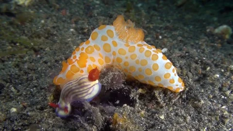 Red bumpy gymnodoris (Gymnodoris rubropapulosa ) eating nudi Stock-Footage 78838853
