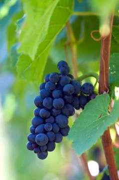 Red bunch of grape Foto stock