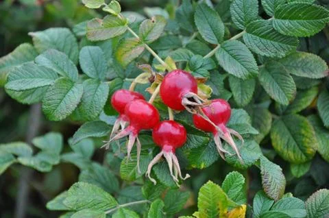 Red bunch of rose hips Stock Photos
