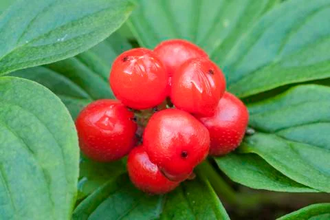 Red bunchberry Stock Photos