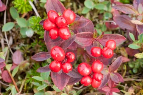 Red bunchberry Stock Photos