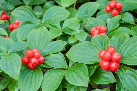 Red bunchberry 写真素材