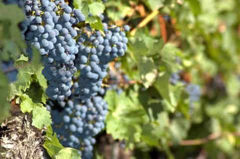 Red bunches of grape Stock Photos