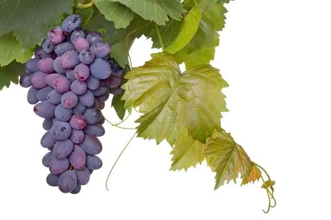 Red bunches of grape Stock Photos