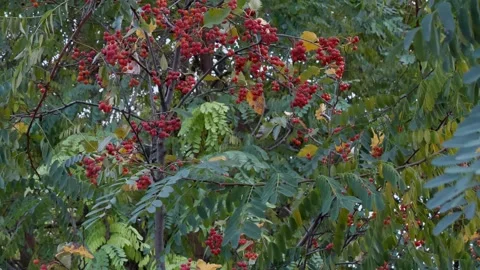 Red bunches of mountain ash. A tree in the wind. 스톡 동영상 256090371
