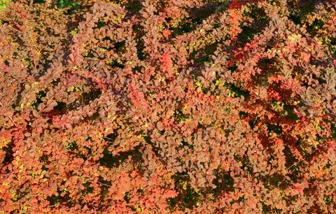 Red bush background Stock Photos