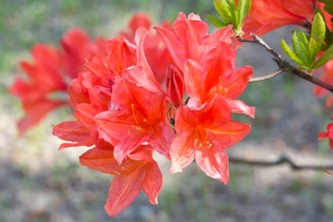 Red bush Foto stock
