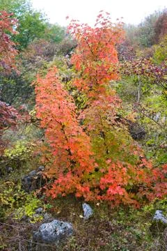 Red bush Stock Photos
