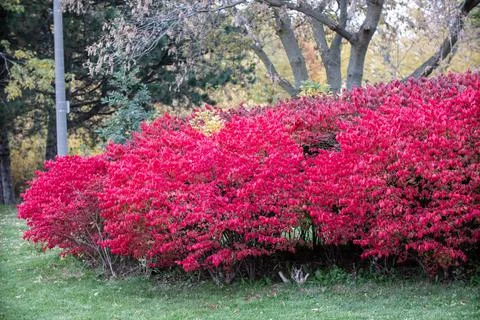 Red Bush Stock Photos