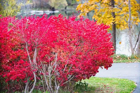 Red Bush Stock Photos