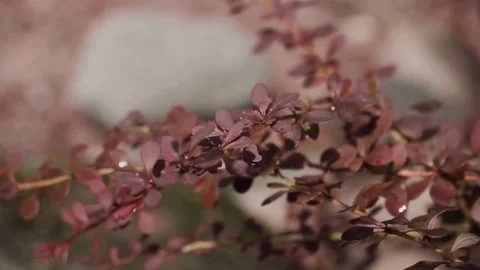 Red bush plants. Bush of red shrub after rain Stock Footage 133866053