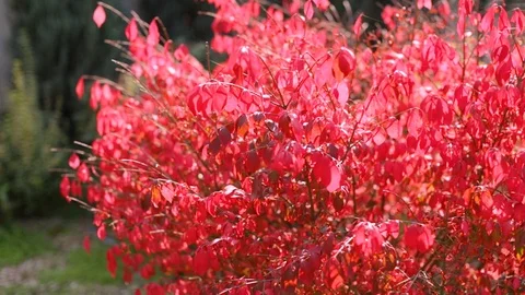 Red Bush. Tree In The Garden Stock Footage 123702770