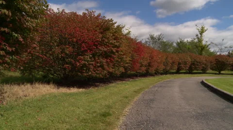 Red bushes Stock Footage 68757251