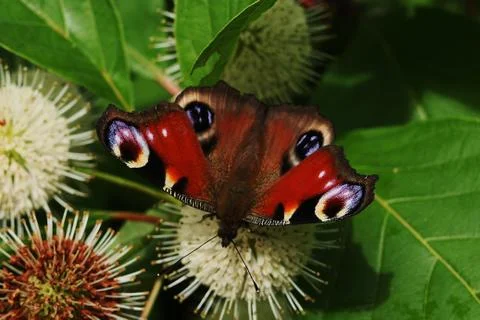 Red butterfly on flowers. Stock Photos