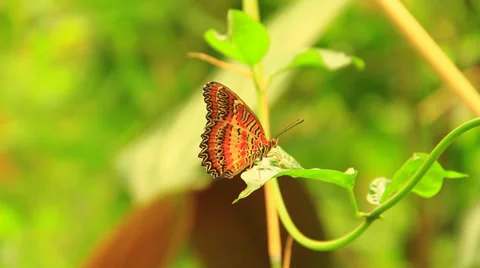 Red Butterfly on a leaf Vidéo 38718395