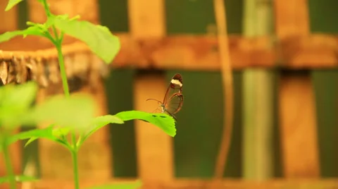 Red Butterfly on a leaf 스톡 동영상 38718553