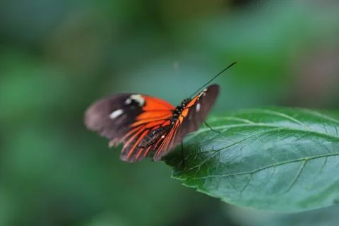 Red butterfly Stock Photos