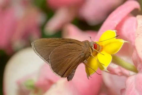Red butterfly Stock Photos