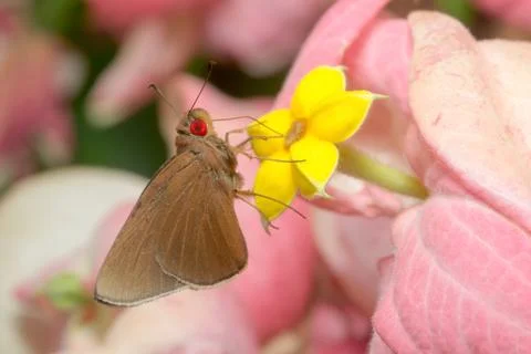 Red butterfly Stock Photos