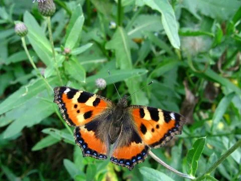 Red butterfly Stock Photos