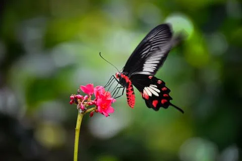 The red butterfly Stock Photos