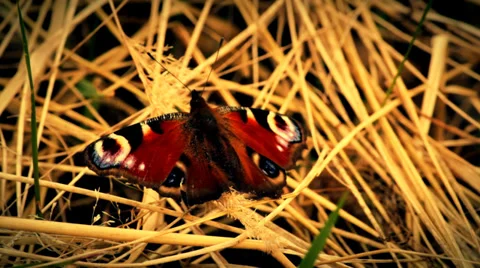 The red butterfly sits and fly away Stock Footage 34380198