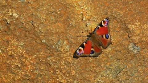 Red butterfly stone background hd footage Stock Footage 106715280