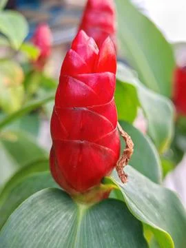 Red Button Ginger Bud in Tropical Foliage Stock Photos