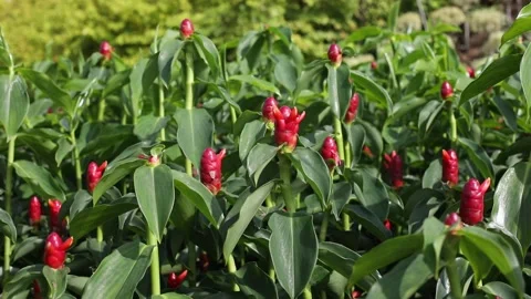 Red-button-ginger-flower-field Stock Footage 138451744