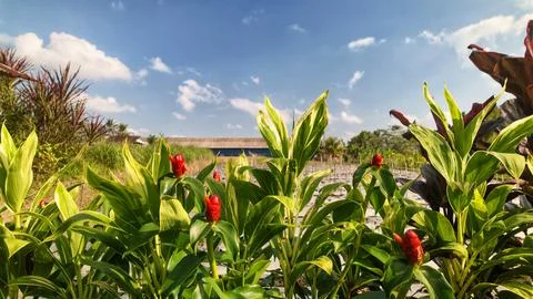 Red button ginger flowers blooming in rural field Stockfoto's
