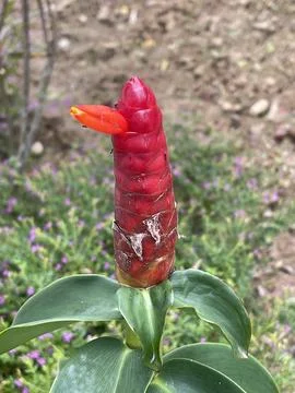 Red Button Ginger with Orange Bloom and Ants Foto stock