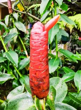 Red Button Ginger Stock Photos