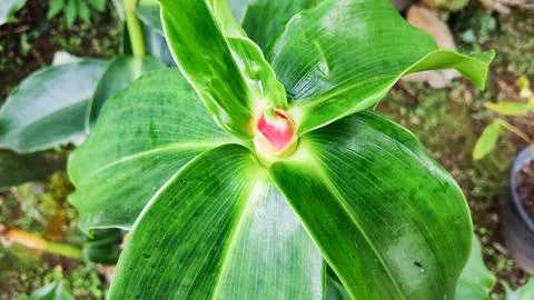 Red Button Ginger Stock Photos