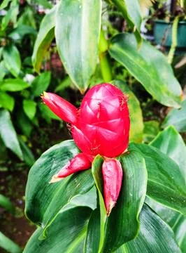 Red Button Ginger Stock Photos