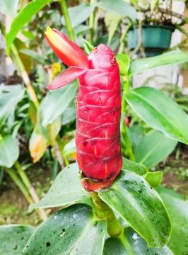 Red Button Ginger Stock Photos