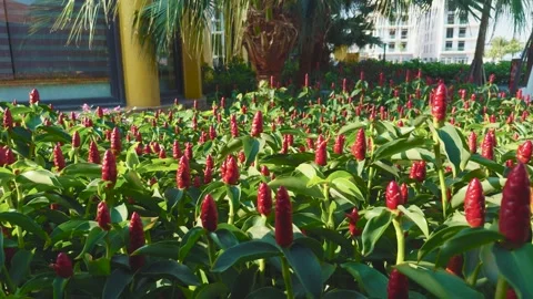 Red button ginger plants, costus woodsonii, thriving in a vibrant tropical 스톡 동영상 337560204