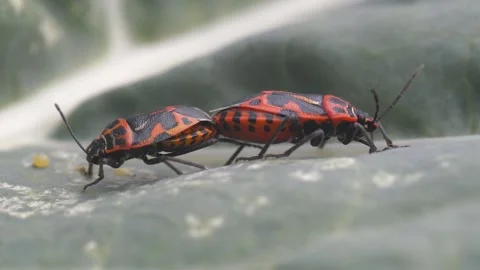 Red Cabbage Beetle Stock Footage 332545555