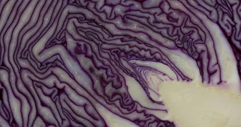 Red cabbage close-up background texture. Vegetable cross section spin. Stock Footage 278411200