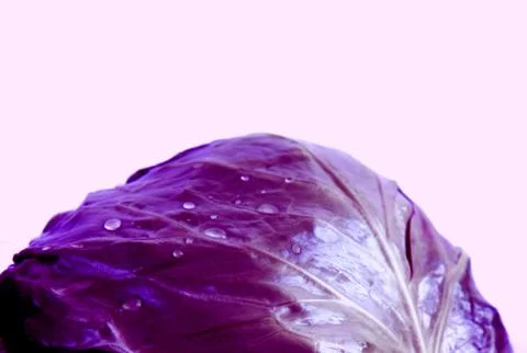 Red cabbage close-up isolated on pink background Stock Photos