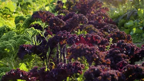 Red cabbage close up, nice light. Vegetable concept and organic food concept Stock Footage 144077879