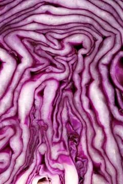 Red cabbage close up Stock Photos
