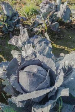 Red cabbage covered with dew droplets Stock Photos